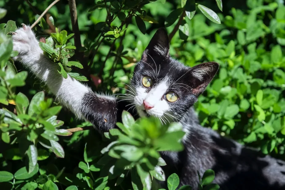 Do cats eat their kittens? Unraveling the truth about feline cannibalism