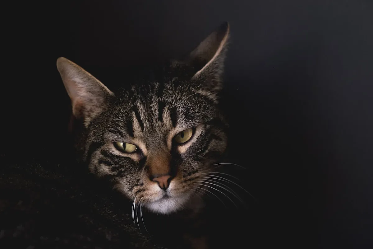 Does Catnip Affect Litter Box Behavior?