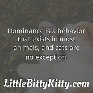 Dominance is a behavior that exists in most animals, and cats are no exception.
