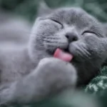 Don't Skip Spaying: The Hidden Dangers of Not Fixing Your Cat.