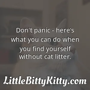Don't panic - here's what you can do when you find yourself without cat litter.