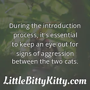 During the introduction process, it's essential to keep an eye out for signs of aggression between the two cats.