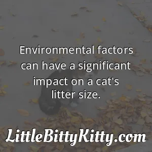 Environmental factors can have a significant impact on a cat's litter size.