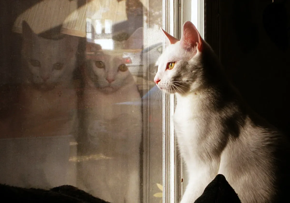 Ethical Considerations Of Bobcat-Domestic Cat Hybridization