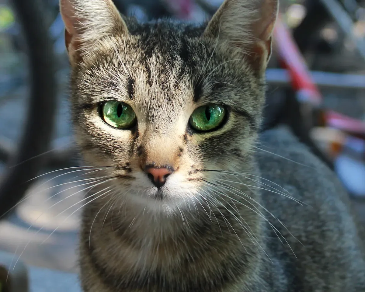 Factors To Consider When Choosing A Litter Box For Your Cat