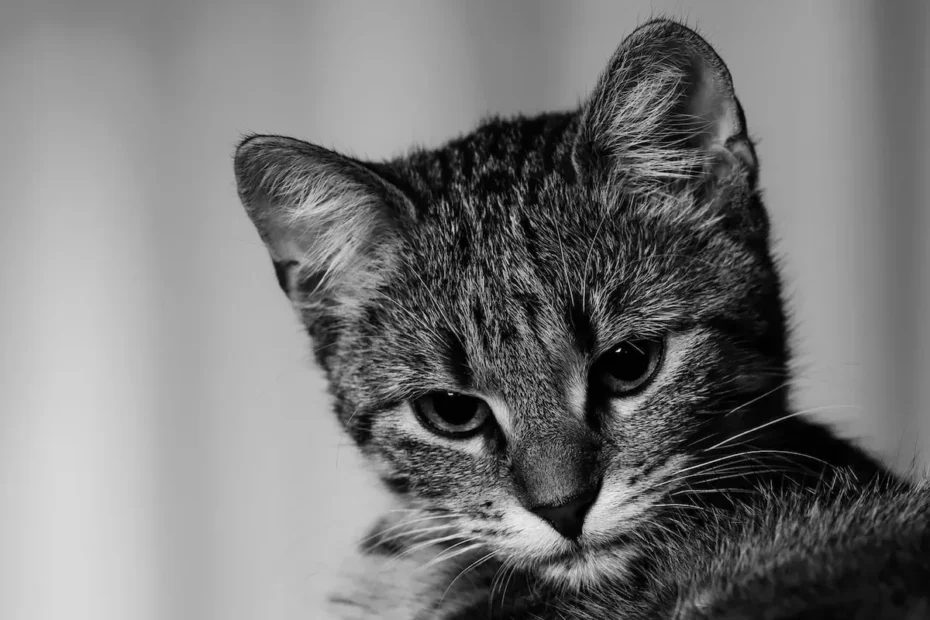 Female Feline Frenemies: Can Two Cats Coexist?