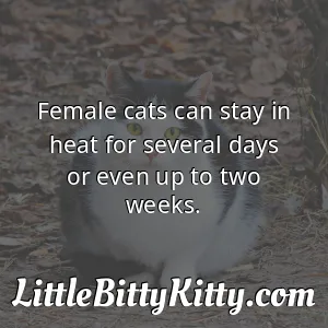 Female cats can stay in heat for several days or even up to two weeks.