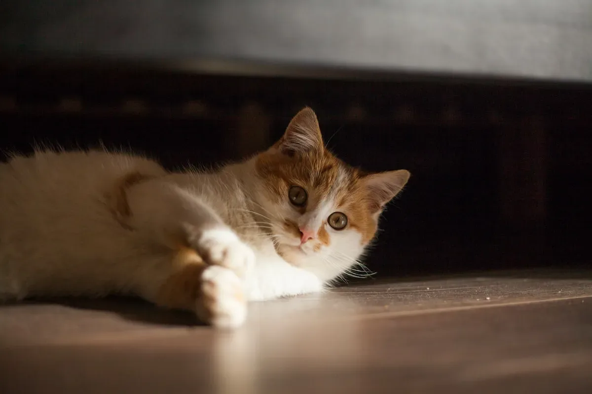 Finding The Right Balance: Weighing The Benefits And Risks Of Letting Your Cat Roam At Night