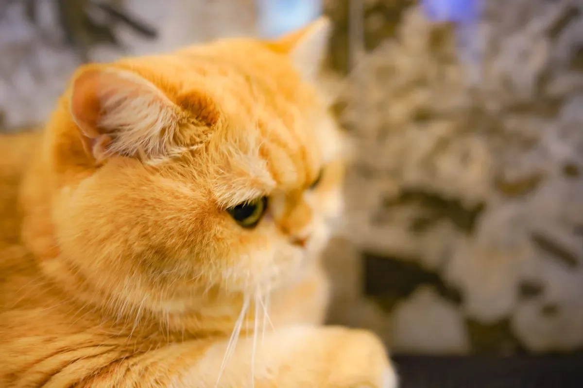 Floppa Cats In Popular Culture