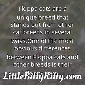 Floppa cats are a unique breed that stands out from other cat breeds in several ways.One of the most obvious differences between Floppa cats and other breeds is their floppy ears.