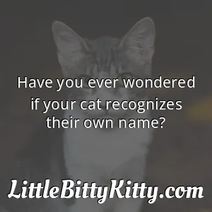 Have you ever wondered if your cat recognizes their own name?