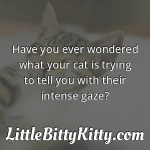 Have you ever wondered what your cat is trying to tell you with their intense gaze?