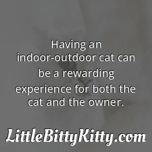 Having an indoor-outdoor cat can be a rewarding experience for both the cat and the owner.