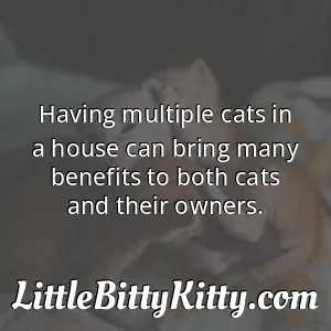 Having multiple cats in a house can bring many benefits to both cats and their owners.