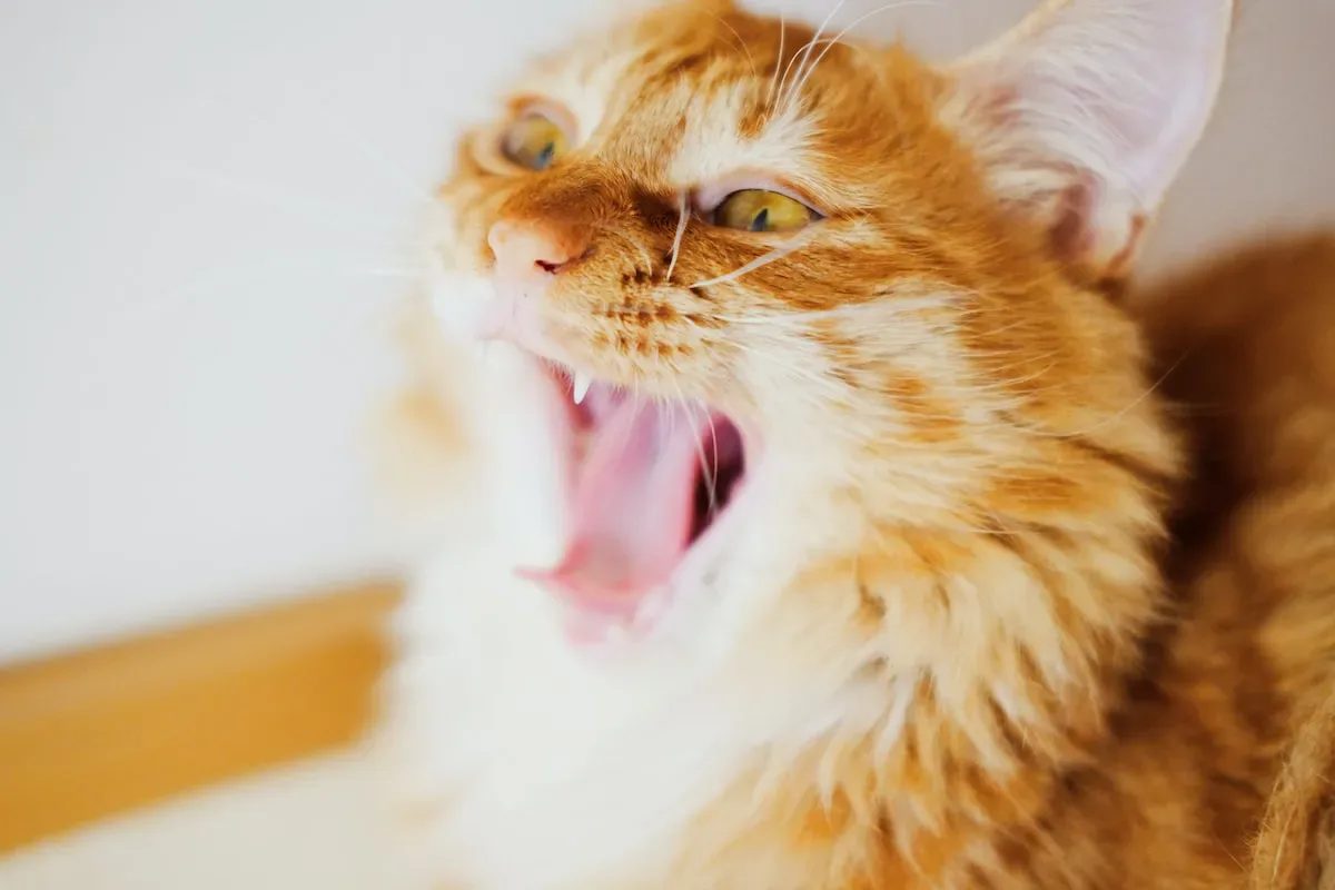 Health Problems That May Affect A Cat'S Bladder Control