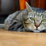 Hear Meow: How Far Can a Cat Hear You Call?