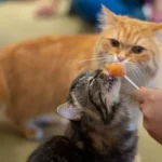 How Cats Apologize: Decoding Feline Behavior and Communication