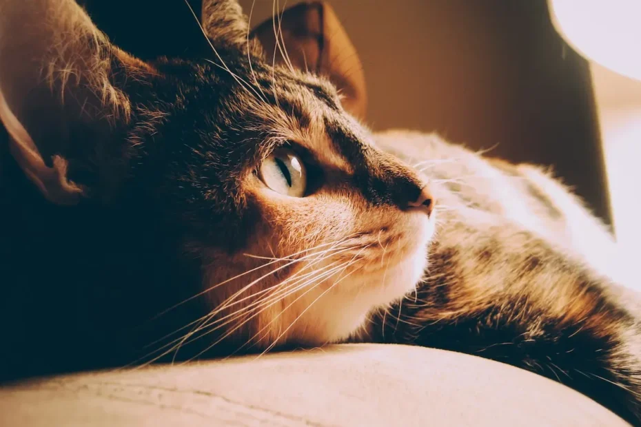 How Cats Find Their Litter Box: Instincts, Smells, and Memory