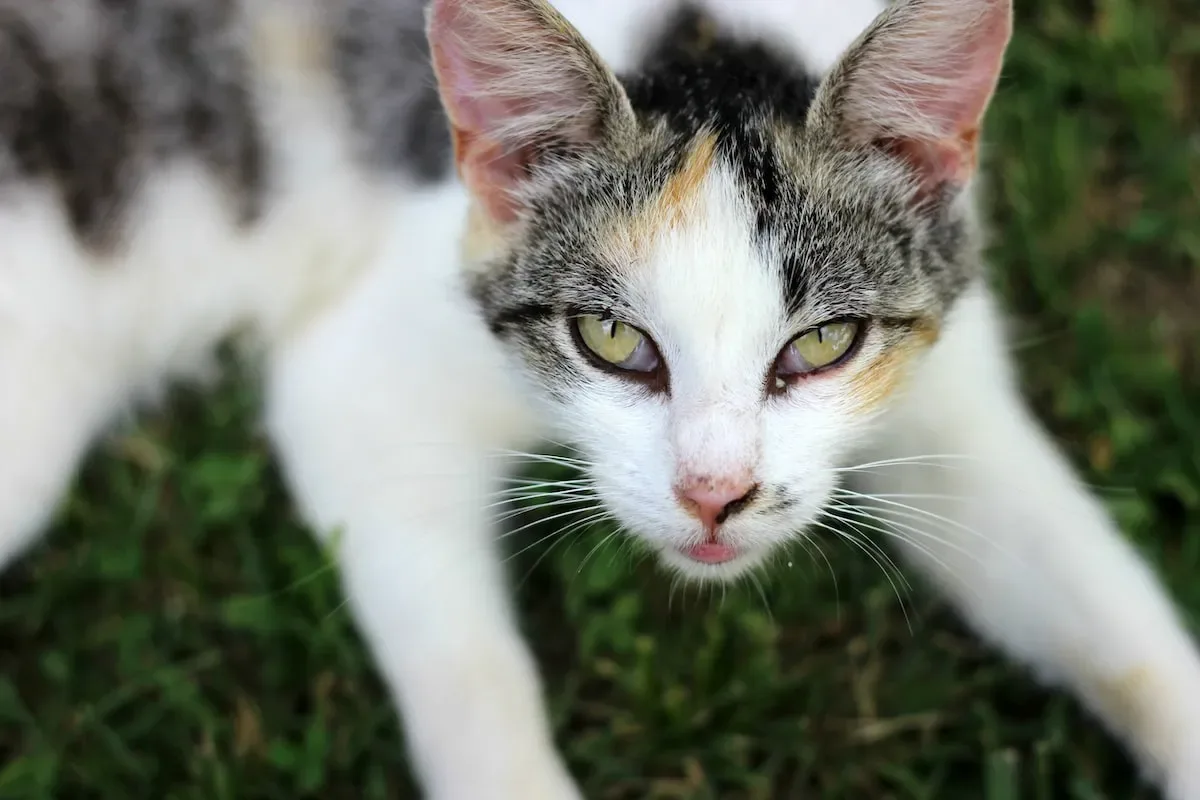 How Do Cat Breeds Affect Litter Size?