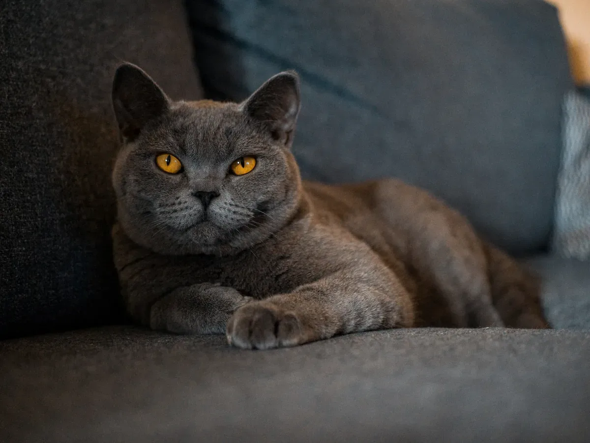 How Do Cats Behave When Left Alone?