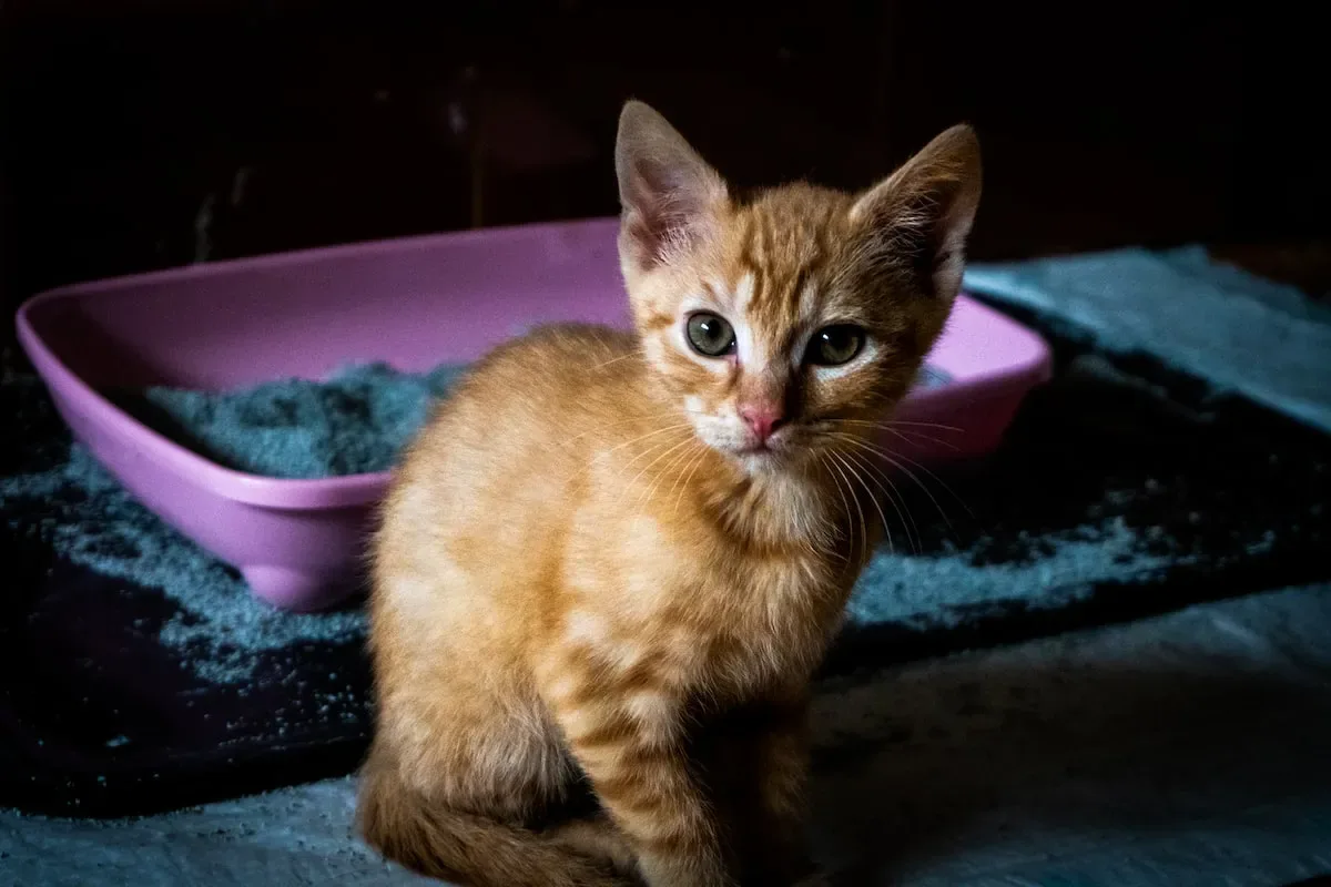 How Do Cats React To Dying Humans?