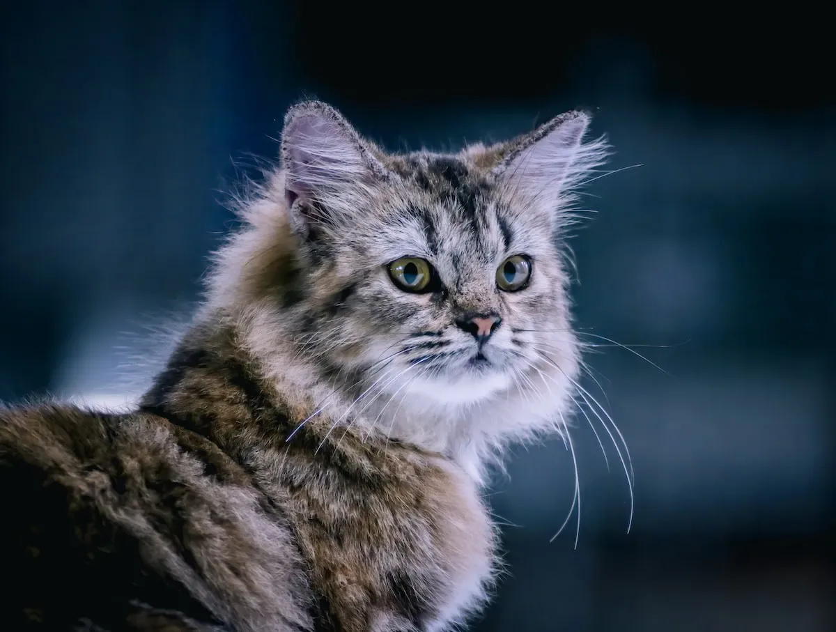 How Do Cats Recognize Their Owners?