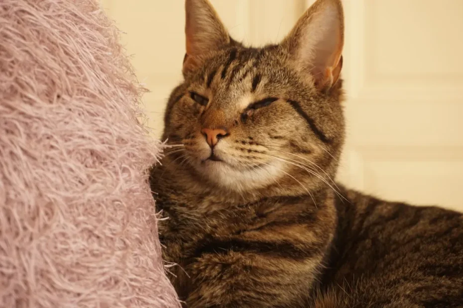 How Far Can Cats Smell Food? Unraveling the Mysteries of a Cat's Sense of Smell