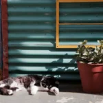 How Many Cats are Too Many? A Guide to Multiple Cat Ownership.
