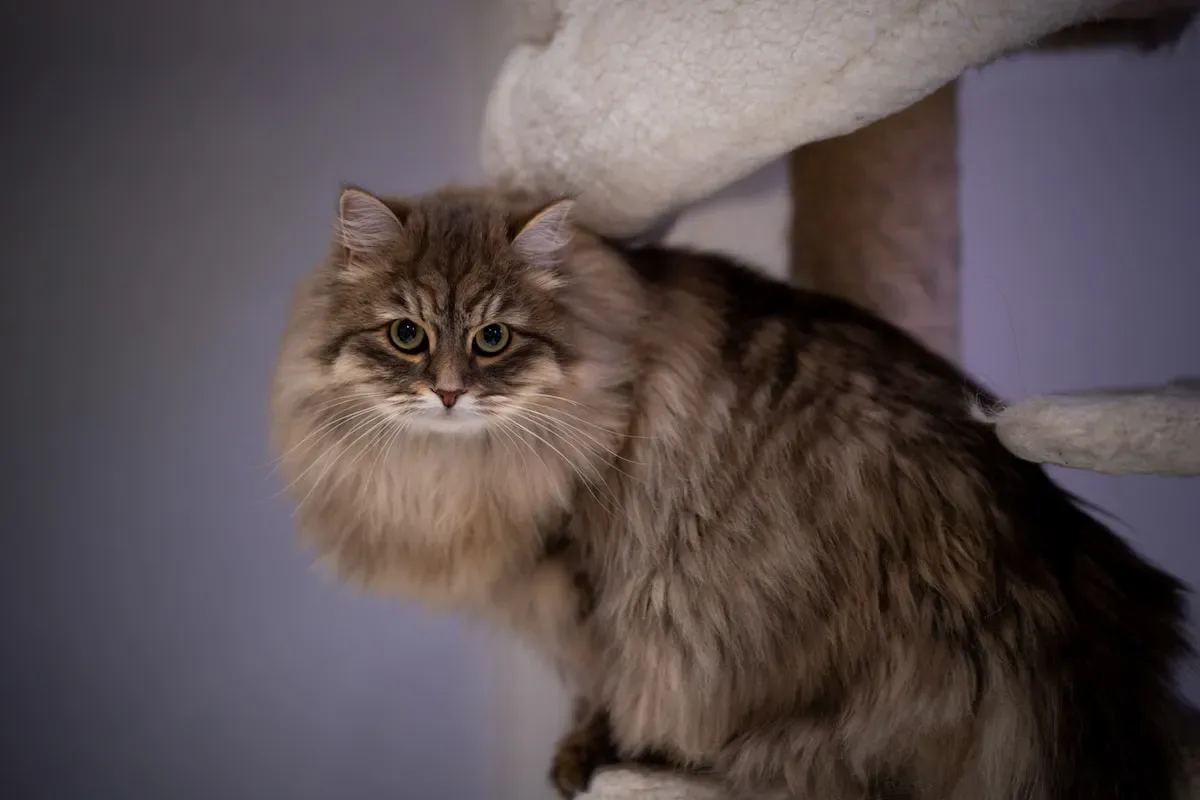 How To Determine The Father(S) Of A Litter Of Kittens