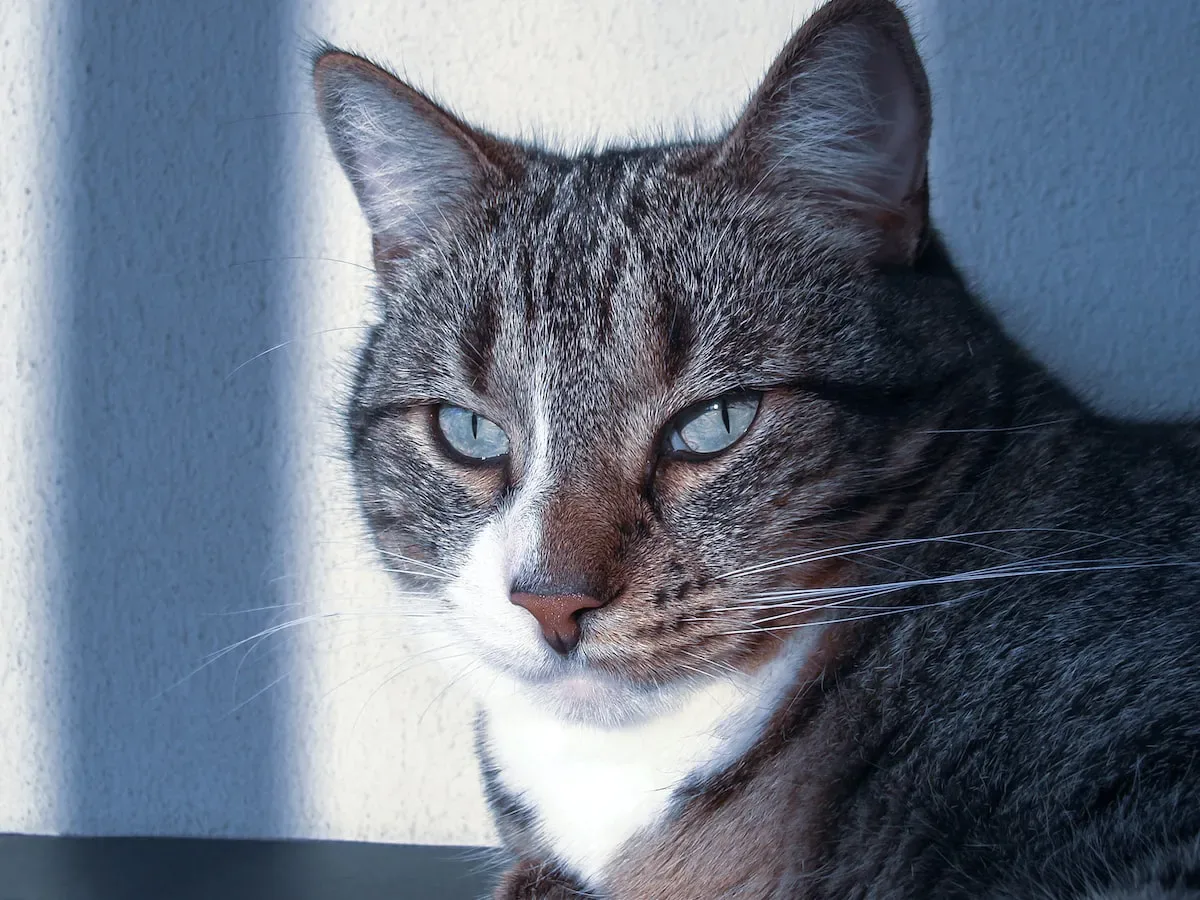How To Make Sure Your Cat Is Comfortable When You'Re Away