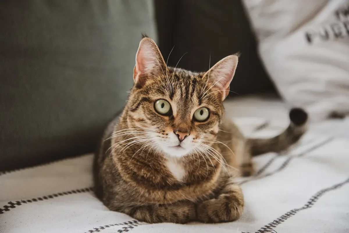 How To Make Your Home More Cat-Friendly