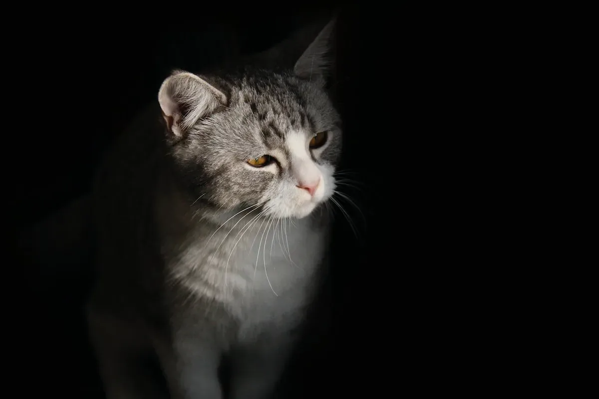 How To Obtain Permission To Own More Cats Than The Legal Limit