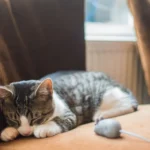 How to Know If Your Cat is Cold - Tips for Keeping Your Feline Warm
