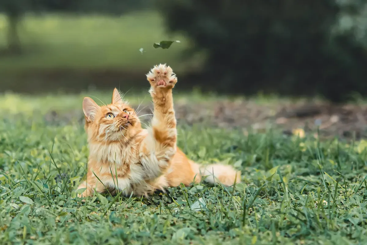 Hunger Or Thirst? Why Cats Lick Their Lips More Often