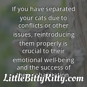 If you have separated your cats due to conflicts or other issues, reintroducing them properly is crucial to their emotional well-being and the success of their cohabitation.