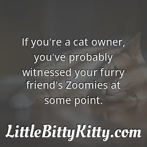 If you're a cat owner, you've probably witnessed your furry friend's Zoomies at some point.