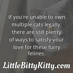 If you're unable to own multiple cats legally, there are still plenty of ways to satisfy your love for these furry felines.