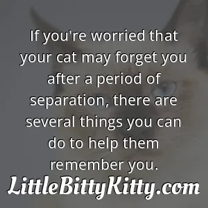 If you're worried that your cat may forget you after a period of separation, there are several things you can do to help them remember you.