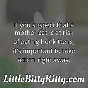 If you suspect that a mother cat is at risk of eating her kittens, it's important to take action right away.