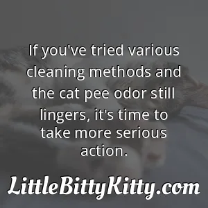 If you've tried various cleaning methods and the cat pee odor still lingers, it's time to take more serious action.