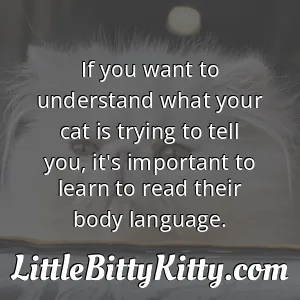 If you want to understand what your cat is trying to tell you, it's important to learn to read their body language.