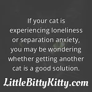 If your cat is experiencing loneliness or separation anxiety, you may be wondering whether getting another cat is a good solution.