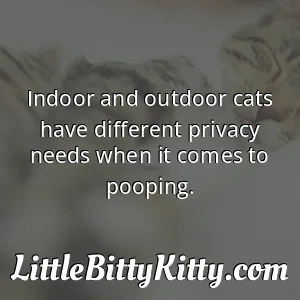 Indoor and outdoor cats have different privacy needs when it comes to pooping.