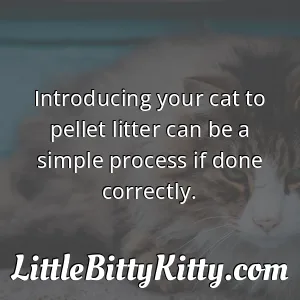 Introducing your cat to pellet litter can be a simple process if done correctly.