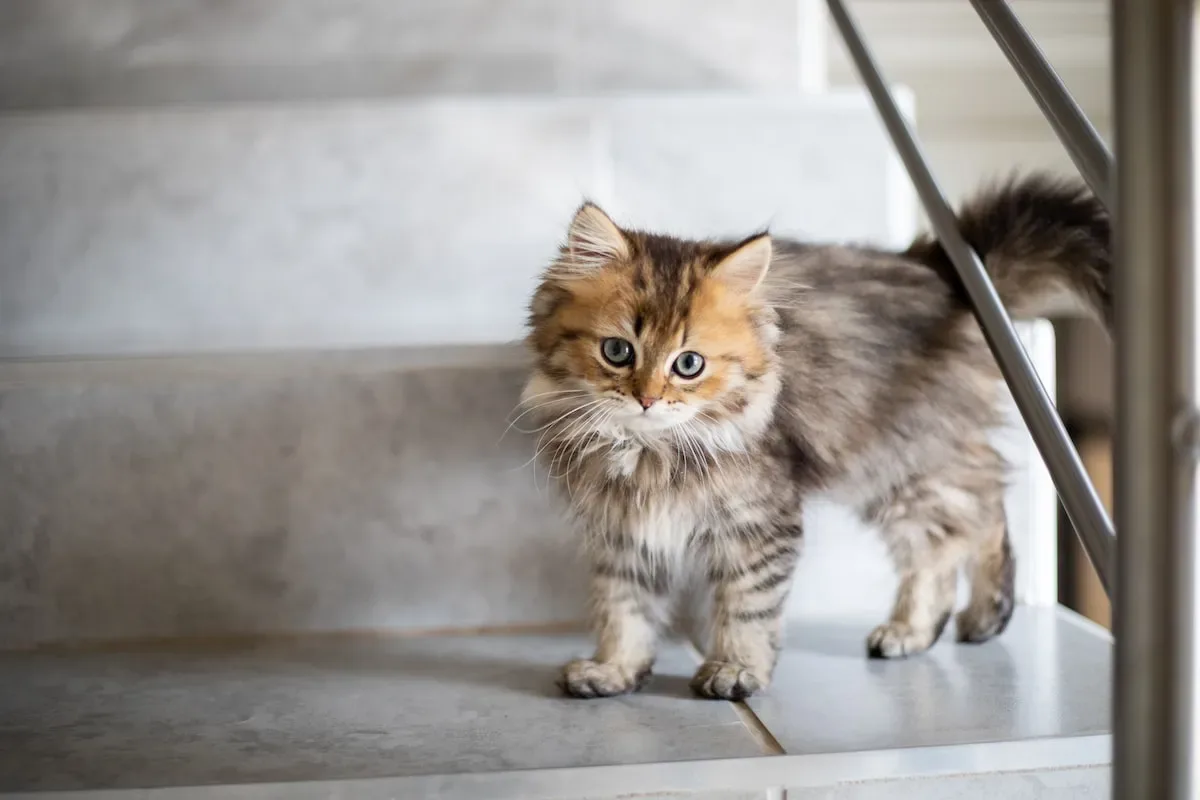 Introduction To Female Cats' Behavior