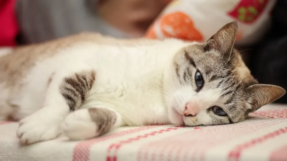 Is Licking Your Cat Safe? Examining The Risks And Benefits