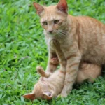 Is Vinegar Safe for Cats? Uncovering the Truth.