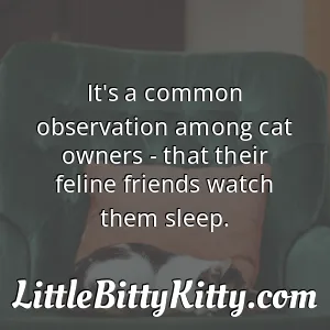 It's a common observation among cat owners - that their feline friends watch them sleep.