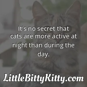 It's no secret that cats are more active at night than during the day.