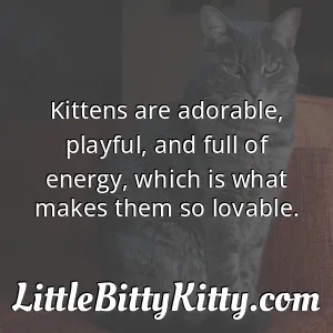 Kittens are adorable, playful, and full of energy, which is what makes them so lovable.